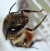 Osmia niveata